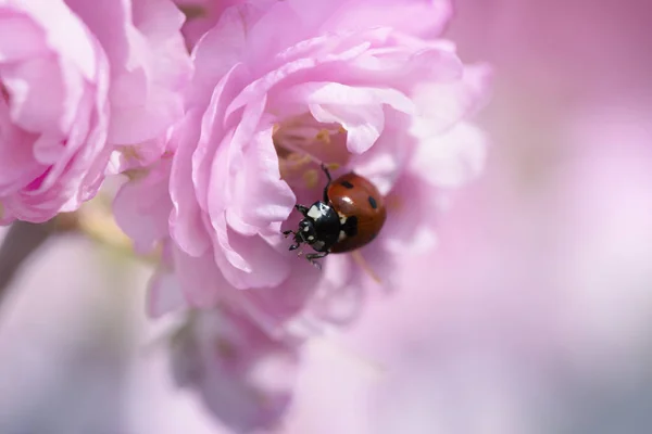 Joaninha em uma flor de primavera rosa — Fotografia de Stock