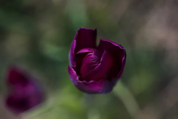 Tulipe pourpre tiges en plein air. des tulipes violettes. Paysage printanier — Photo