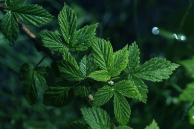Yağmurdan sonra taze yapraklar.