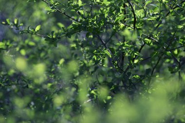 erken yeşil bahar arka plan