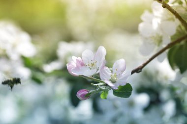 Çiçek açan elma ağacı. Ağaçların baharı.. 