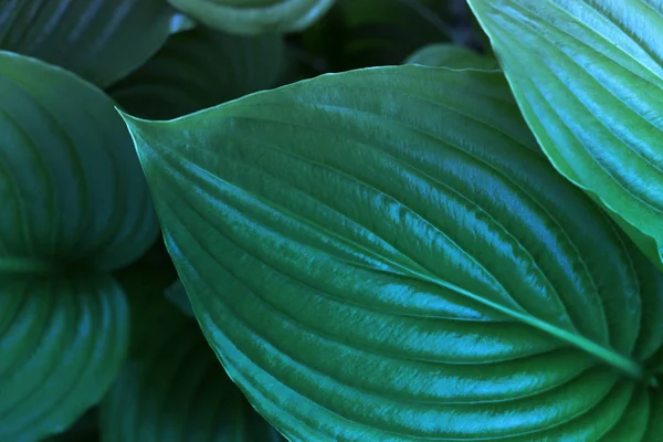 leaf, abstract green texture. Green leaves background