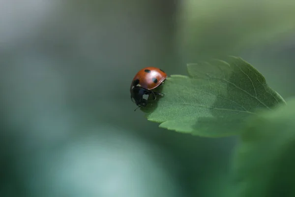 Joaninha em folha verde e fundo verde — Fotografia de Stock