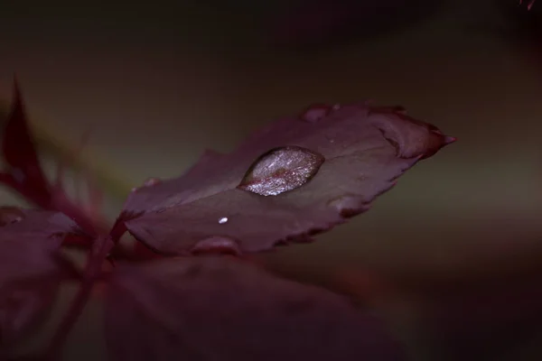 Vers blad met dauw druppels close-up. Achtergrond van de natuur — Stockfoto