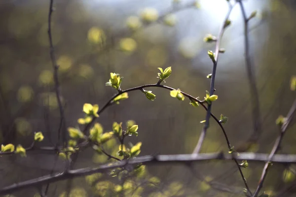 První zelené jarní pozadí — Stock fotografie