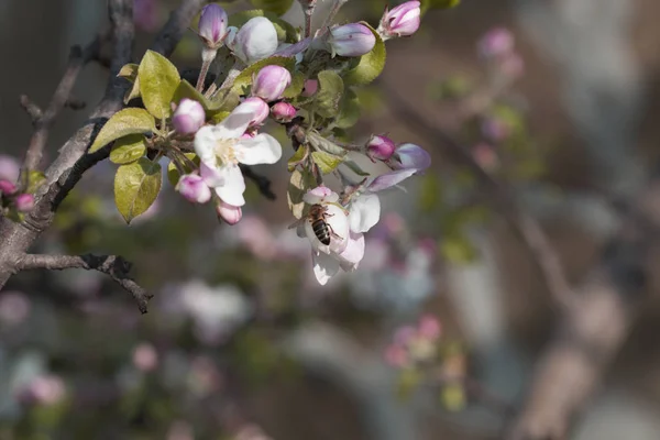 Blooming apple tree. Spring flowering of trees. — Stock Photo, Image