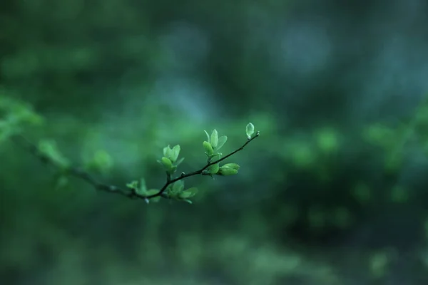 První zelené jarní pozadí — Stock fotografie