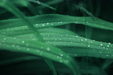 Çiyli taze çimenler kapanıyor.