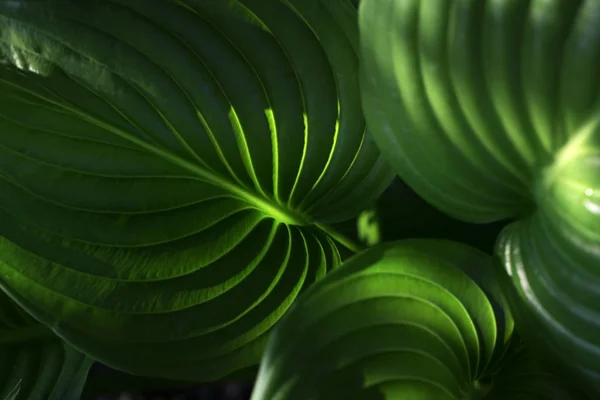 Αφηρημένη πράσινη υφή, φύση φόντο πράσινο φύλλα μοτίβο β — Φωτογραφία Αρχείου