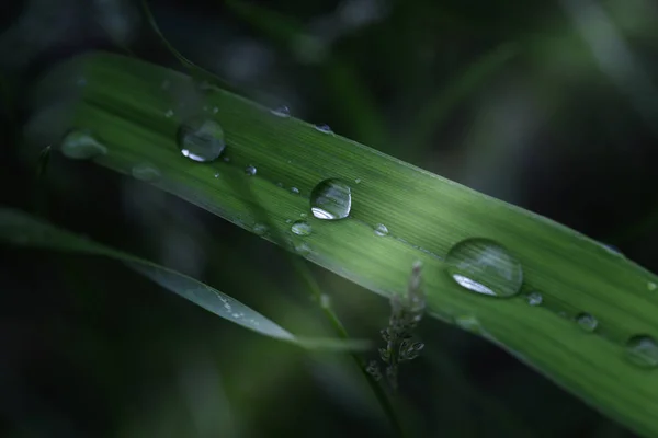 Fresh grass with dew drops close up — Stock Photo, Image