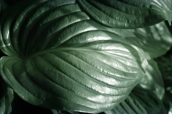 Abstrakte grüne Textur, Natur Hintergrund grüne Blätter Muster b — Stockfoto
