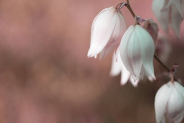 Dekoratif yucca bitkisi. yucca çiçekleri. Blooming Yucca çalı. 