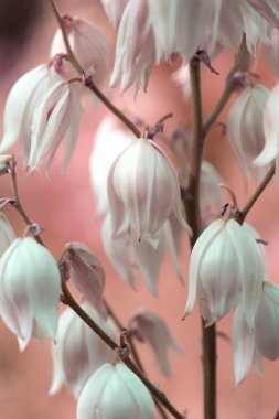 Dekoratif yucca bitkisi. yucca çiçekleri. Blooming Yucca çalı. 