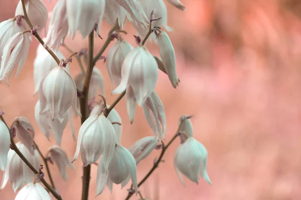 Dekoratif yucca bitkisi. yucca çiçekleri. Blooming Yucca çalı. 