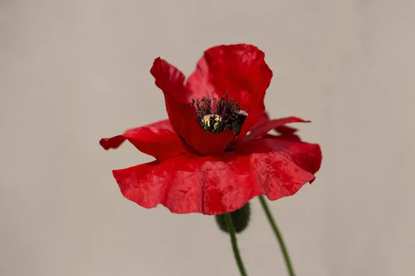 Belle photo de coquelicot en fleurs. Maïs Poppy Fleurs Papaver rh — Photo