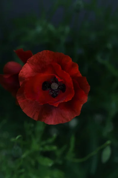Belle photo de coquelicot en fleurs. Maïs Poppy Fleurs Papaver rh — Photo