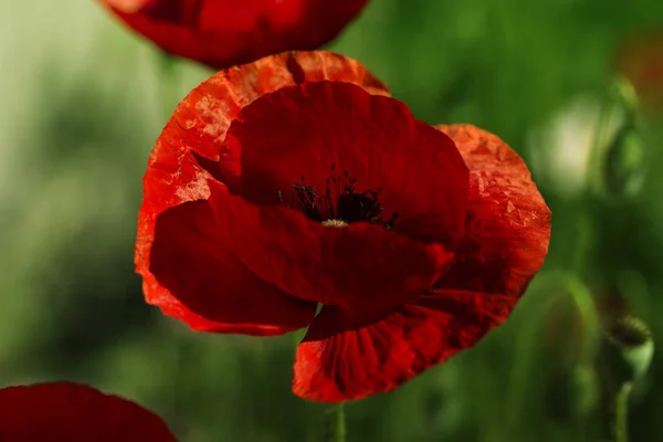 Belle photo de coquelicot en fleurs. Maïs Poppy Fleurs Papaver rh — Photo