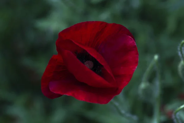 Gyönyörű kép a mák virágzó. Kukorica Poppy virágok Papaver RH — Stock Fotó