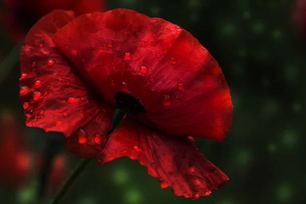 Нежный красный цветок мака в капли дождя — стоковое фото