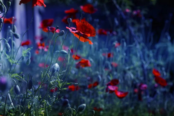 Rode papaver bloemen veld — Stockfoto