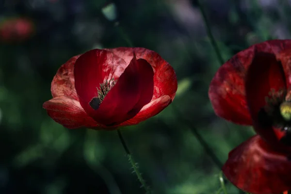 Champ de fleurs de pavot rouge — Photo