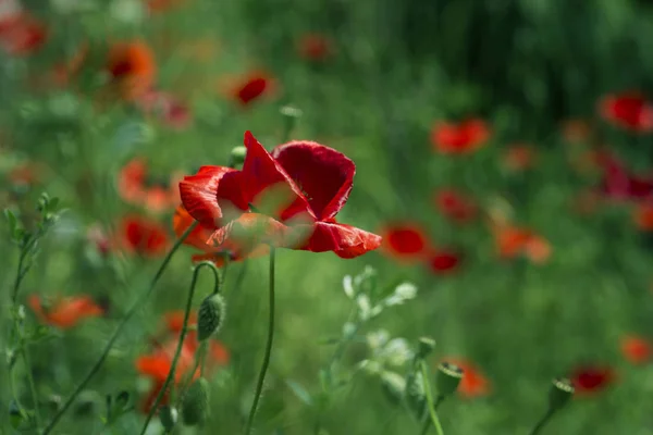 Rode papaver bloemen veld — Stockfoto