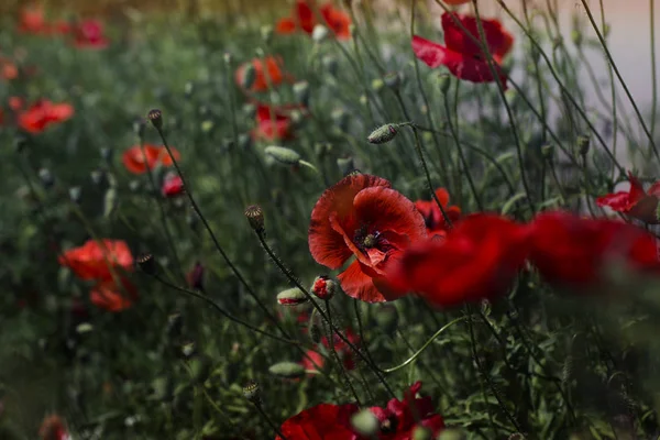 Kırmızı haşhaş çiçekleri alan — Stok fotoğraf