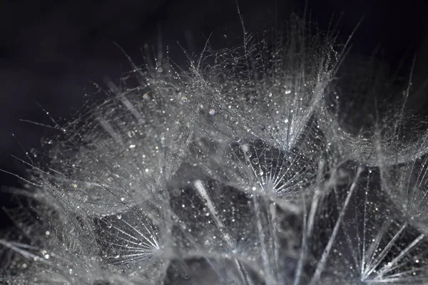 Абстрактная макрофотография семян растений с капельками воды. Большой одуванчик — стоковое фото