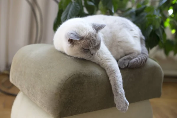 Sleepy británico taquigrafía gato — Foto de Stock