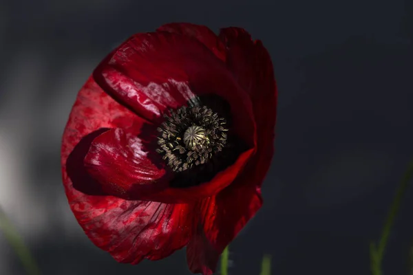 Un beau coquelicot rouge de près . — Photo