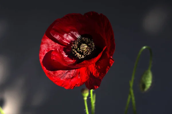 A beautiful red poppy close up. — Stock Photo, Image