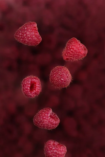 Fresh ripe raspberries flying in the air.raspberry background.