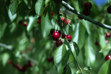  Bir yaz bahçesinde bir dal üzerinde tatlı kiraz Kırmızı olgun meyveleri