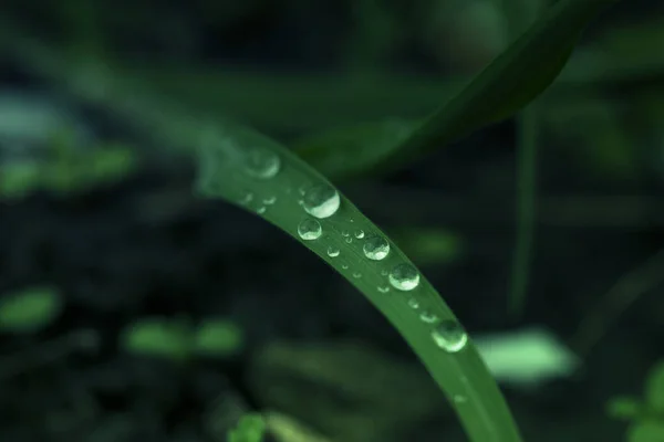 Drop of dew in morning on leaf. Nature Background.