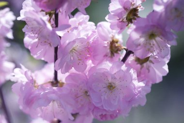 küçük pembe çiçekli dal.