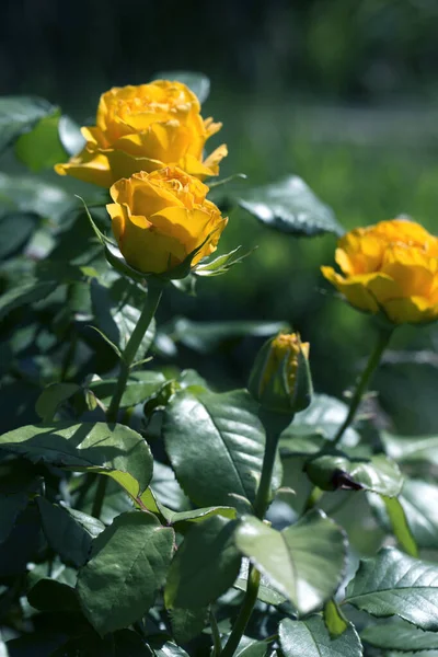 Čerstvé žluté růže v zelené slunné zahradě. — Stock fotografie