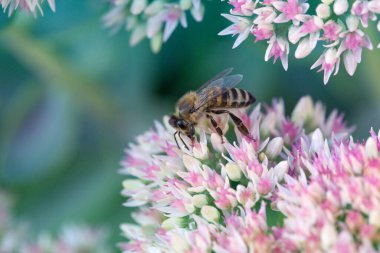 Sedum 'un çiçeğinin üzerindeki arı (Stonecrop) çiçek açmış. Bal arısı (Apis), pembe çiçeklerle besleniyor.