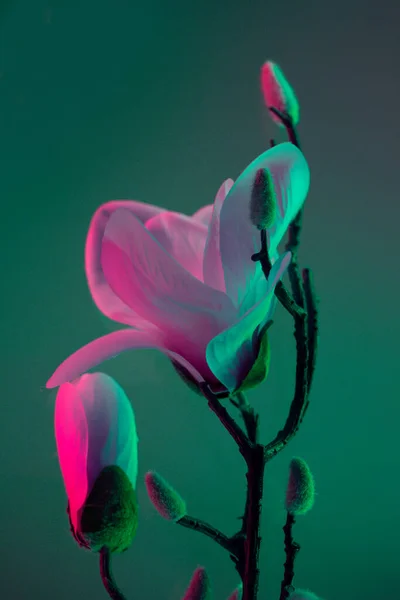 Diseño Moda Colorido Magnolia Florecen Efecto Neón Brillante —  Fotos de Stock