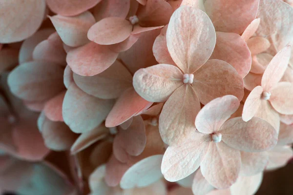 Hermosa Textura Colorida Flores Para Diseñadores Hydrangea Floreciente Hortensia Color — Foto de Stock