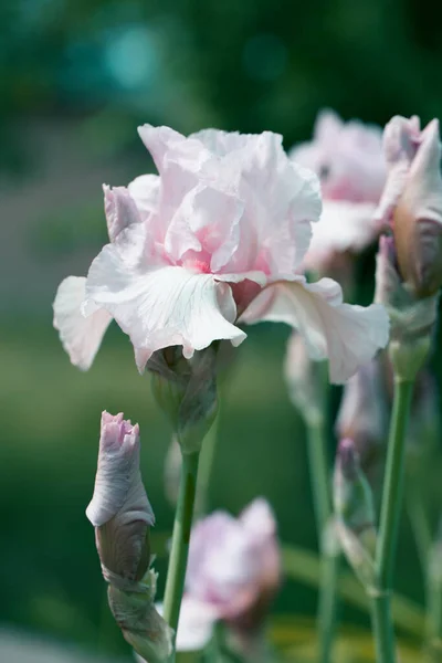 Nahaufnahme Von Hellrosa Irisblume Einem Garten — Stockfoto