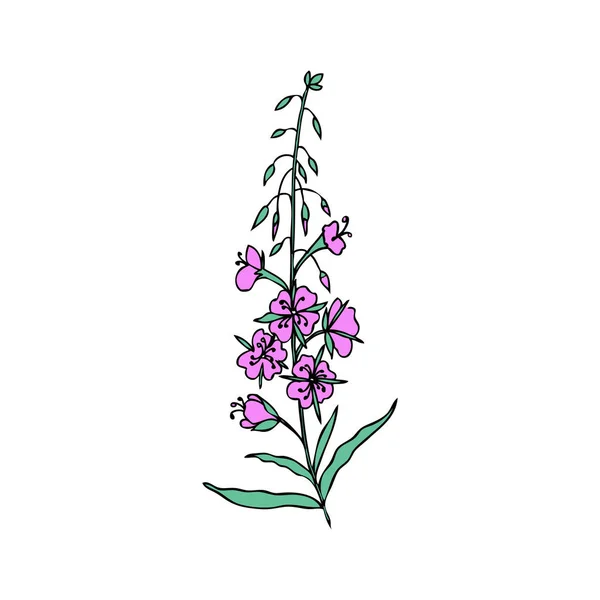 Willow herb, Chamerion angustifolium, fireweed, rosebay hand drawn ink sketch botanical illustration isolated, vector graphic flower, design bouquet for packaging tea, greeting cards, medicine plant — Stock Illustration Willow herb, Chamerion angustifolium, fireweed, rosebay hand drawn ink sketch botanical illustration isolated, vector graphic flower, design bouquet for packaging tea, greeting cards, medicine plant Royalty Free Stock Vectors