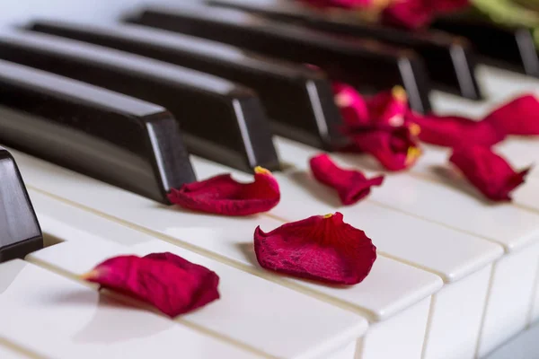 Een droge roze bloemblaadjes op een piano toetsenbord — Stockfoto