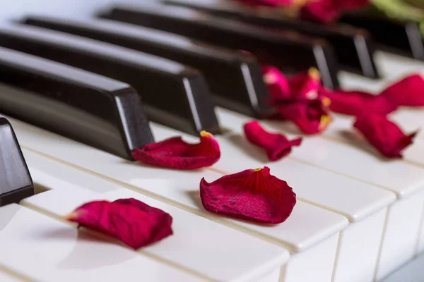 Pétalos de rosa secos en un teclado de piano — Foto de Stock