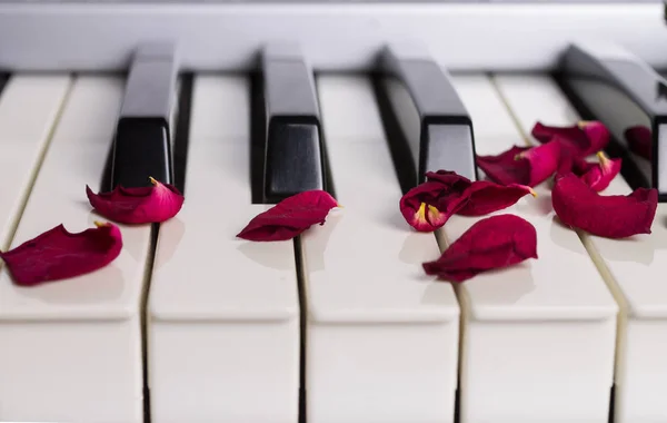 Eine getrocknete Rosenblüte auf einer Klaviertastatur — Stockfoto