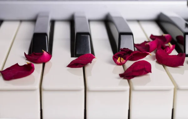 Een droge roze bloemblaadjes op een piano toetsenbord — Stockfoto