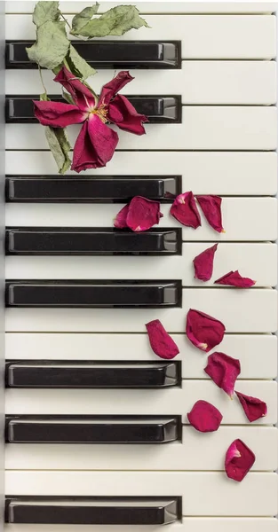 Uma rosa seca pétalas em um teclado de piano — Fotografia de Stock