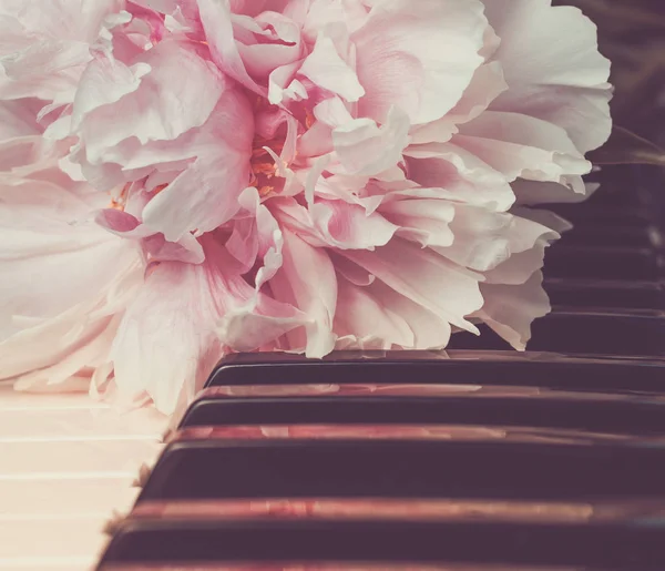 De roze pioen liggend op piano toetsen — Stockfoto