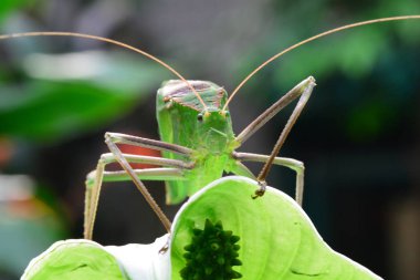 Sakin ve rahat kendi ortamında dev Katydid görünüyor.