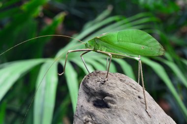 Giant Katydid looks calm and relaxed in its environment. clipart