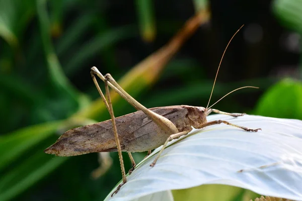 Katydid Ruht Sich Auf Einem Pflanzenblatt Garten Aus — Stockfoto